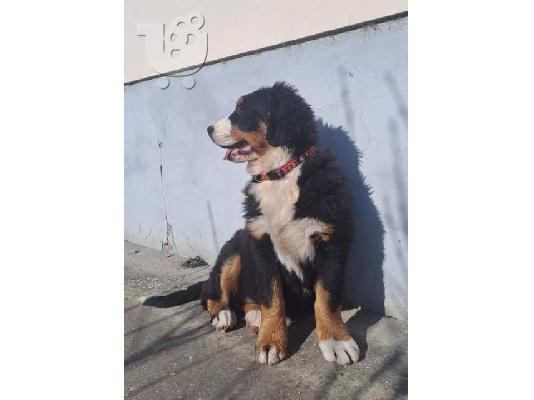 Κουτάβια σκυλιών του βουνού Bernese